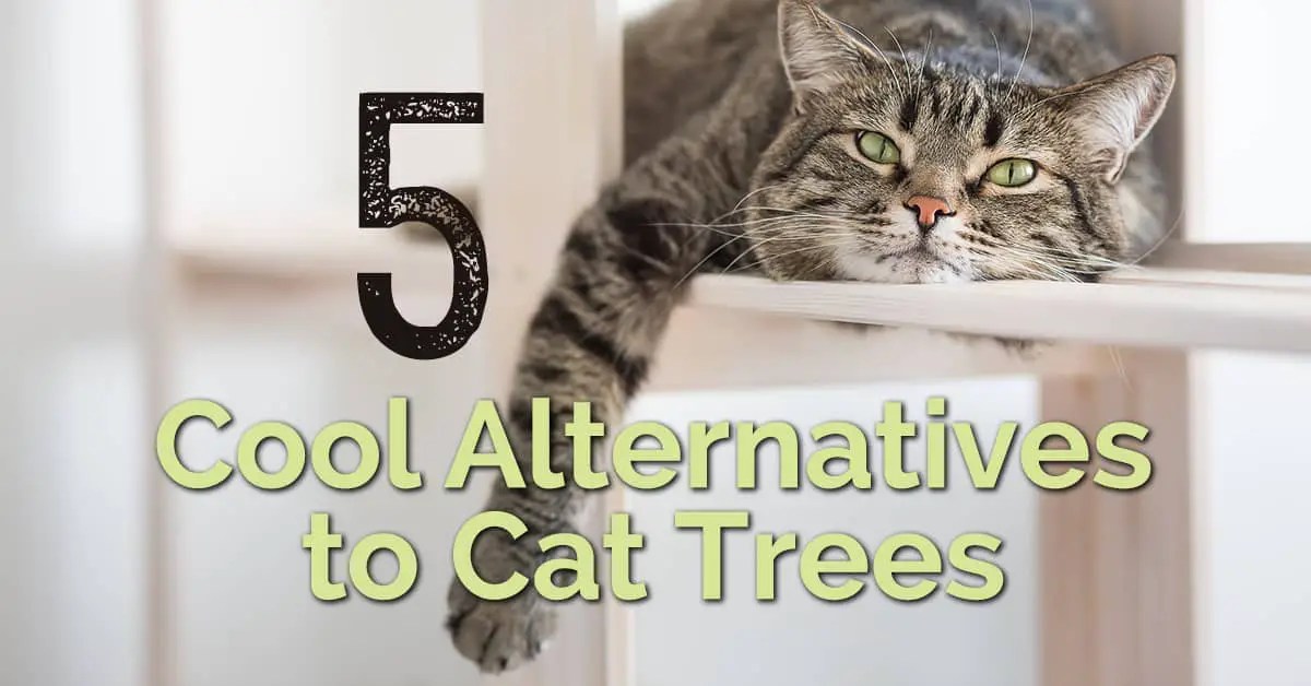 5 Cool Alternatives to Cat Trees