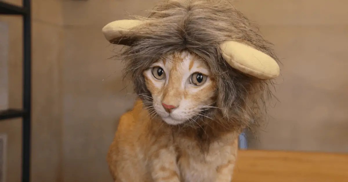 4 Fabulous Ways to Dress Your Cat for Special Occasions
