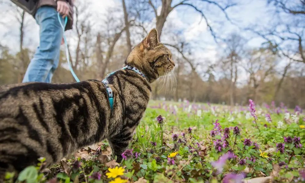 Training Your Cat to Walk on a Leash - The Catington Post