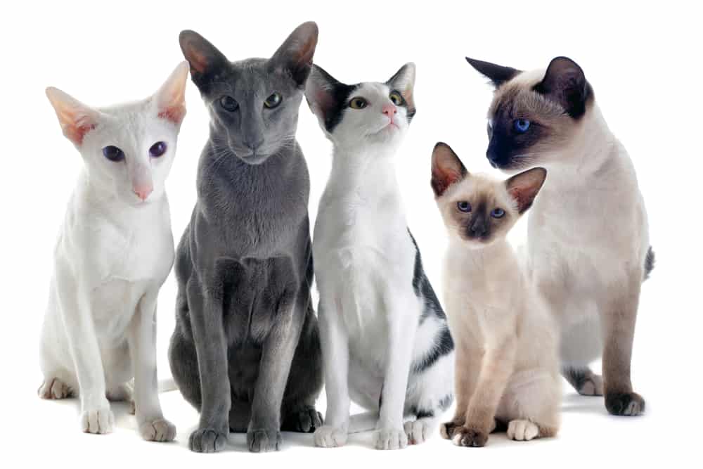 Siamese vs Oriental Shorthair Cats Facts, Differences, and Similarities