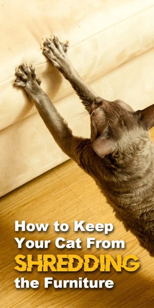 How to Keep Your Cat from Shredding the Furniture The Catington Post