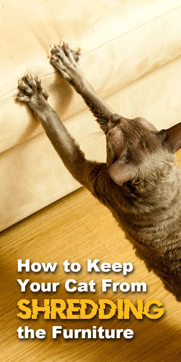 How to Keep Your Cat from Shredding the Furniture The Catington Post