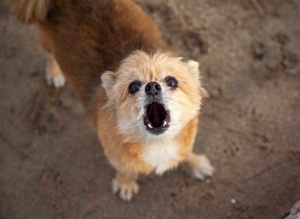 What To Do When Your Neighbor's Dog Won't Stop Barking