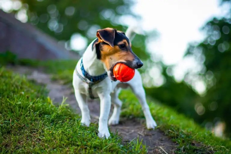 What To Do When Your Neighbor's Dog Won't Stop Barking The Catington Post