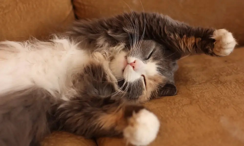 Tips for Reducing Pet Dander in Your Home The Catington Post