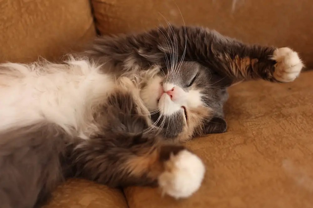 Tips for Reducing Pet Dander in Your Home