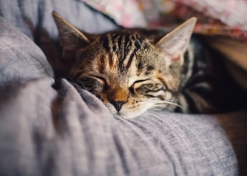 The Connection Between Cats and Addiction Recovery