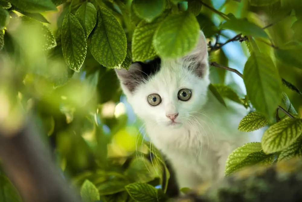 5 Easy Ways to Reduce Your Cat's Carbon Pawprint for Earth Day