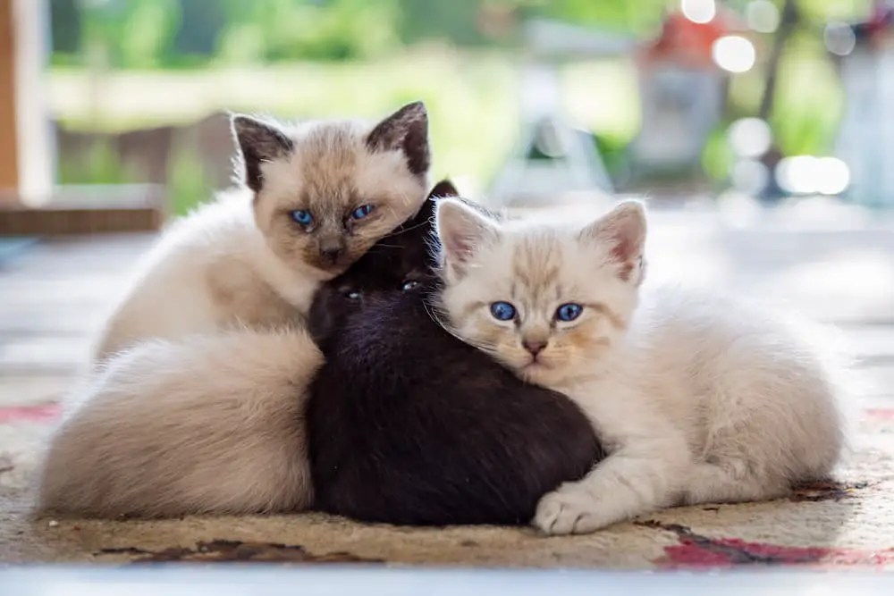 How to Successfully Prepare Your Home for Foster Kittens