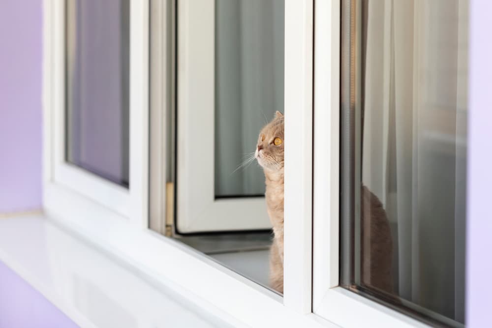 Tips for Turning a Scared Stray Cat Into a Happy House Kitty The
