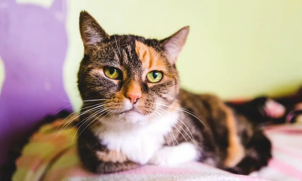 How Long Do Cats Live? (And How to Help Them Live Longer) The