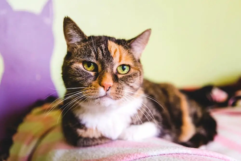 How Long Do Cats Live? (And How to Help Them Live Longer)