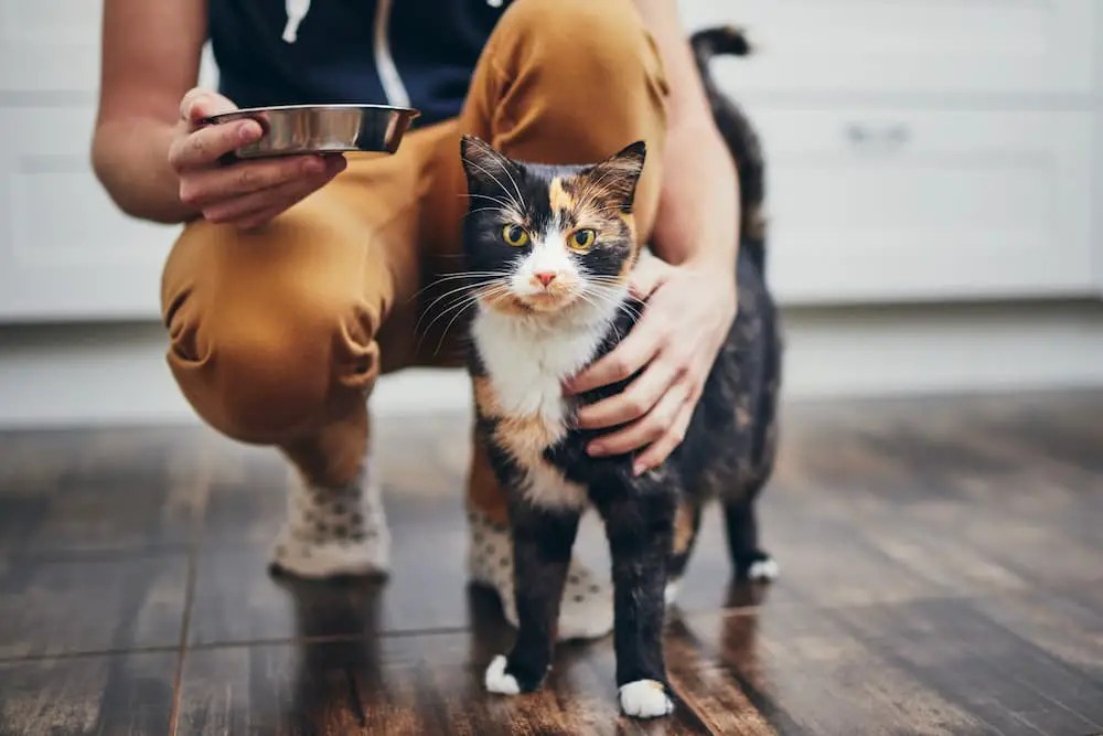 How Long Do Cats Live? (And How to Help Them Live Longer) The Catington Post