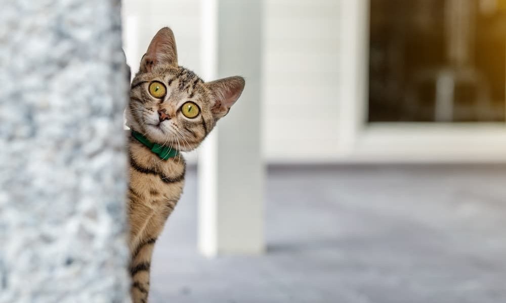 Why Does My House Smell Like Cat Pee? (Hint It Might Not Be The Cat