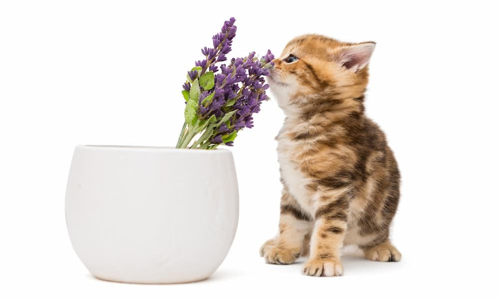 Are Essential Oils Safe for Cats? The Catington Post