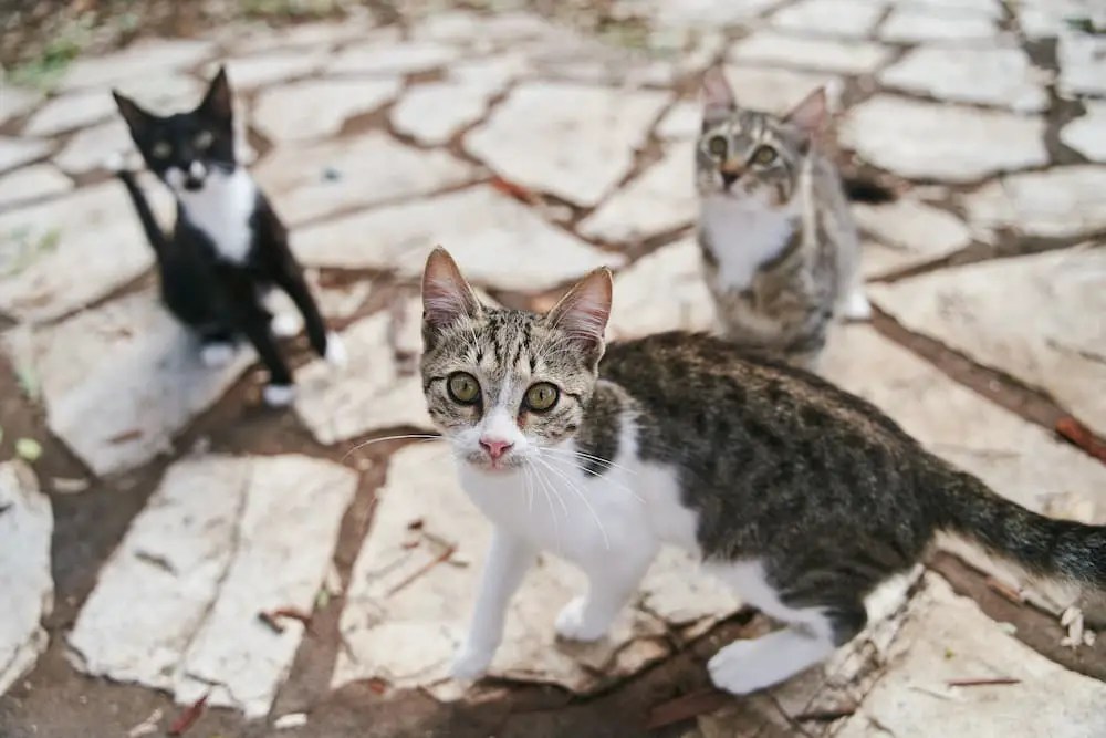 How TNR (TrapNeuterRelease) Can Help Community Cats