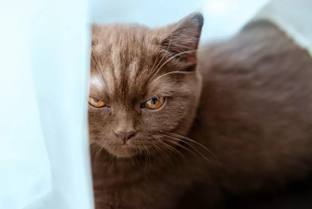 Will My Cat Get Jealous Of A New Puppy