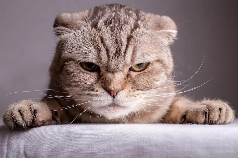 Can Cats Get Jealous? A Closer Look at Feline Feelings The Catington Post