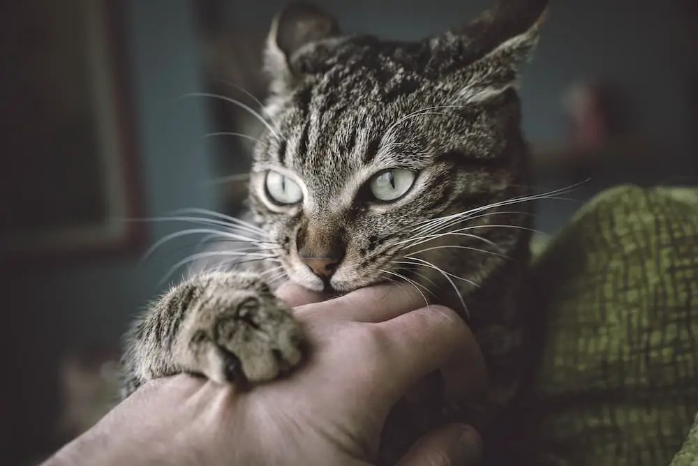 How To Tell When Petting Your Cat Feels Too Intrusive and When It's