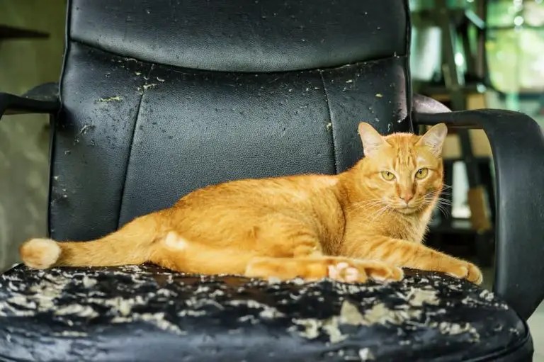 Why Do Cats Scratch? Unraveling the Science Behind The Behavior The