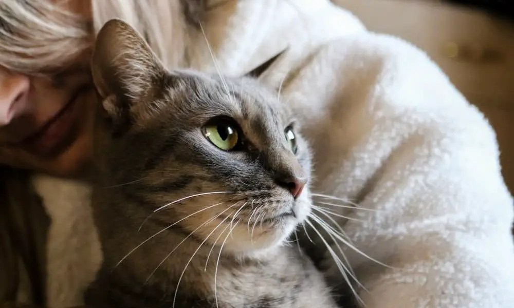 How Cats Help You Cope With Grief The Catington Post