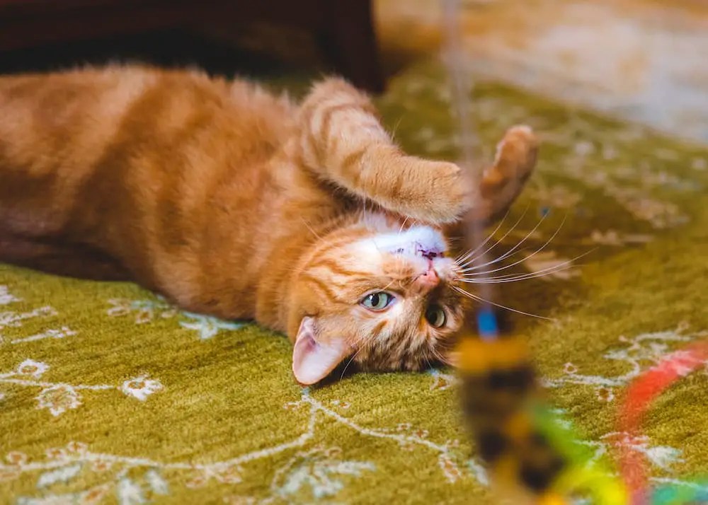 7 Fun Ways to Entertain & Mentally Stimulate a Bored Cat