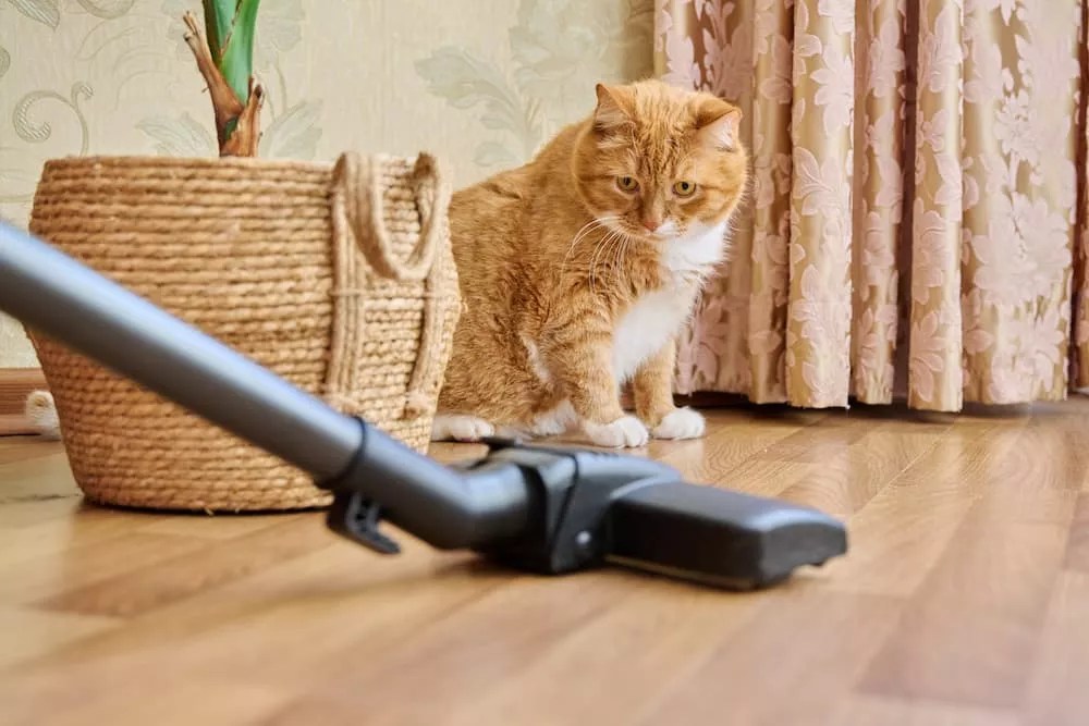 Our Top Picks 5 Vacuums for Tackling Cat Hair and Litter