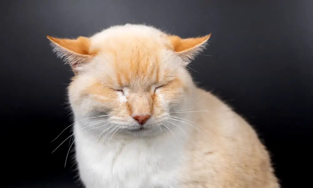 Unraveling the Mystery of Your Cat's Airplane Ears The Catington Post