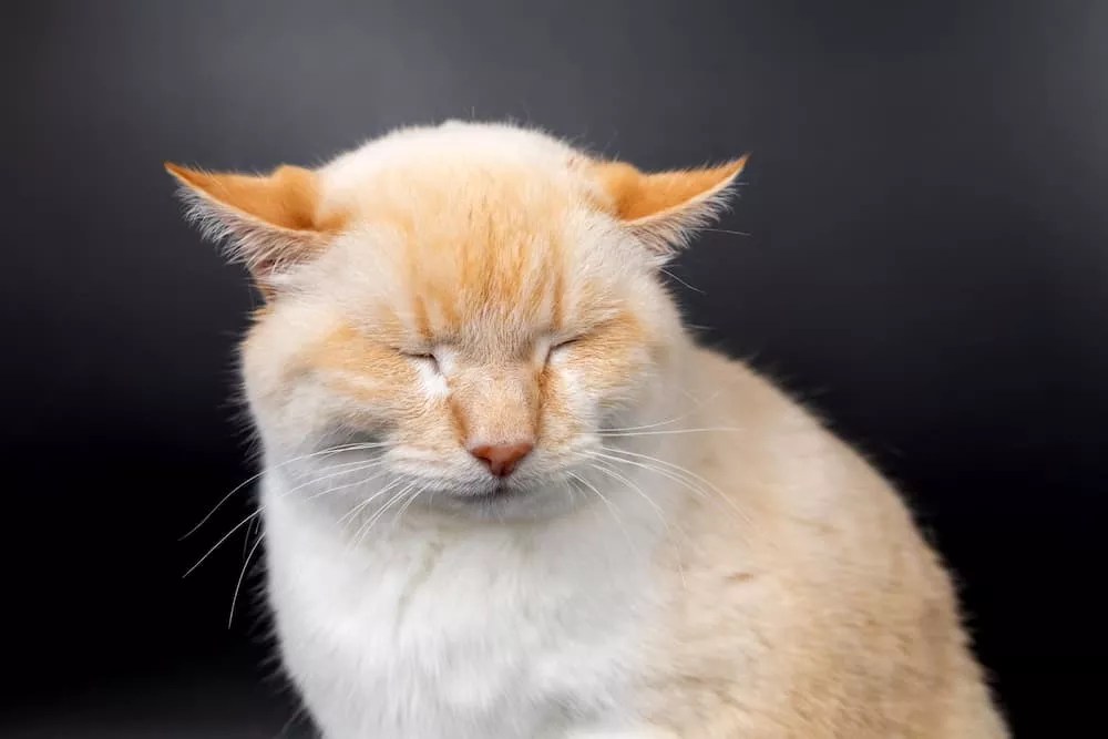 Unraveling the Mystery of Your Cat's Airplane Ears