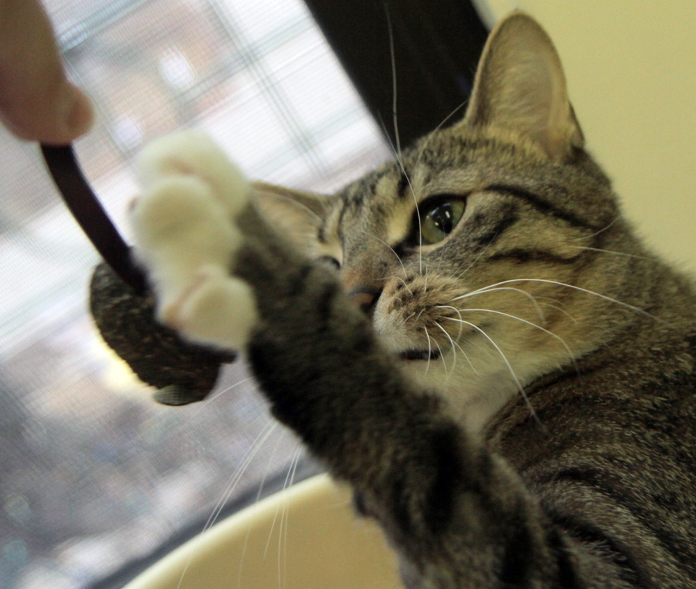 PetBox A Review by Tree House Cats & Coupon Cat In The Fridge