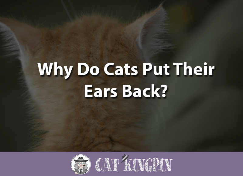 Why Do Cats Put Their Ears Back? Cat Kingpin