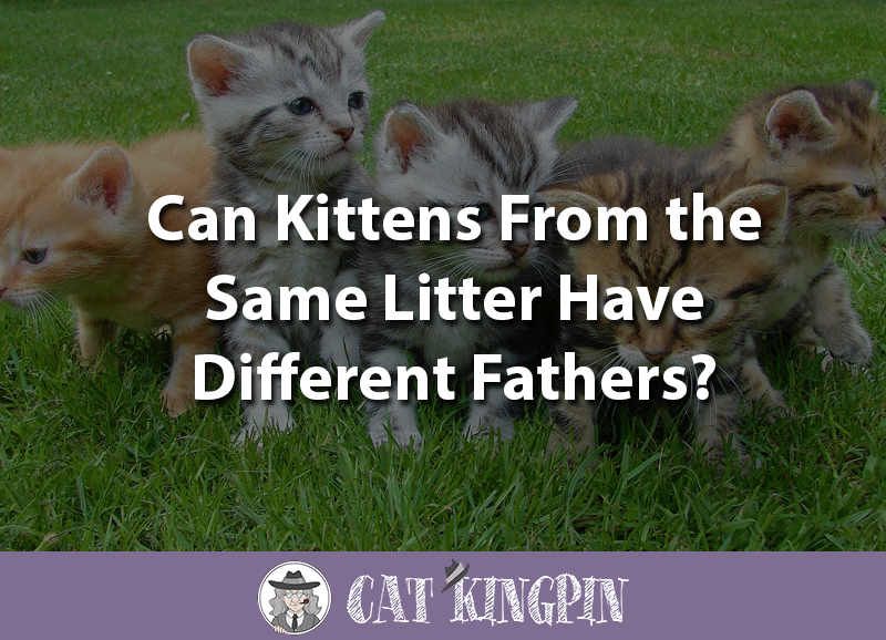 Can Kittens From The Same Litter Have Different Fathers? Cat Kingpin
