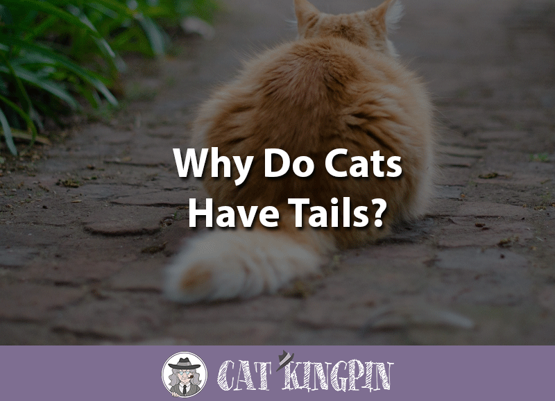 Why Do Cats Have Tails? Cat Kingpin