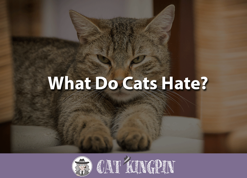 What Do Cats Hate? Cat Kingpin