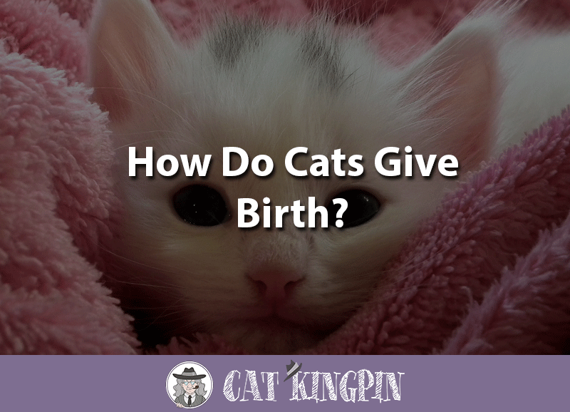 How Do Cats Give Birth? Cat Kingpin