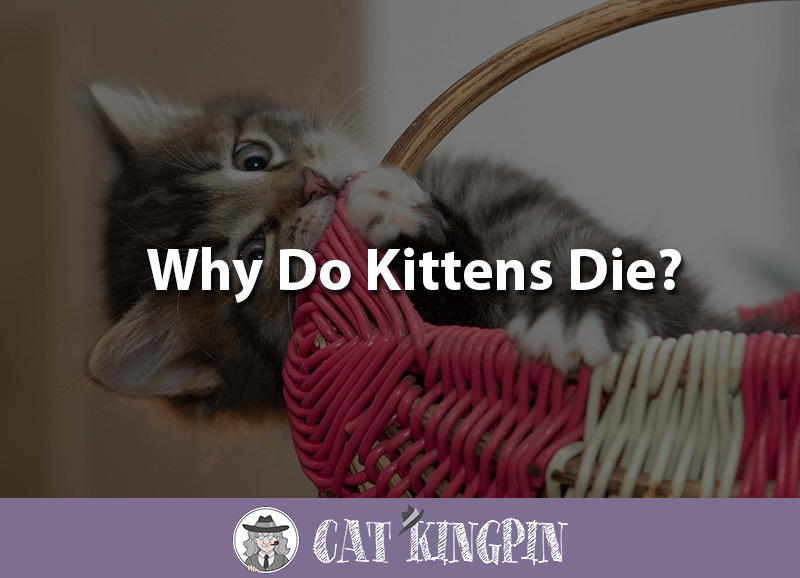 Why Do Kittens Die? Cat Kingpin