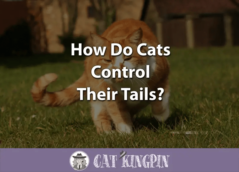 How Do Cats Control Their Tails? Cat Kingpin
