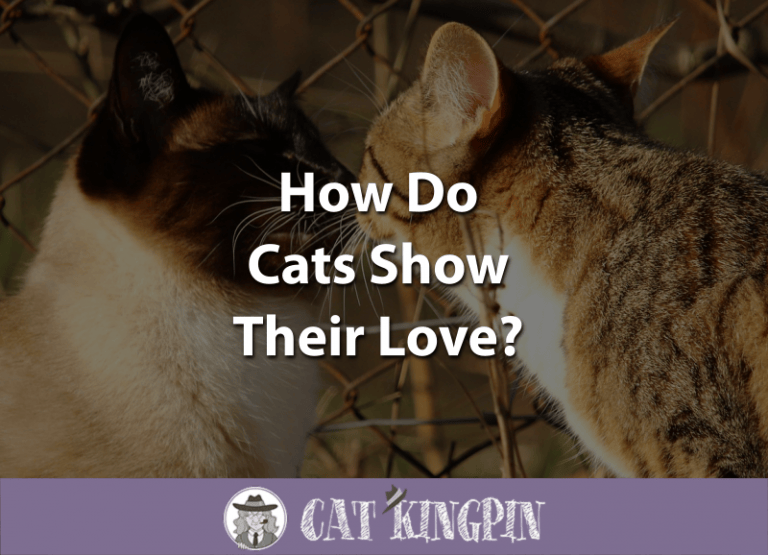 How Do Cats Show Love Cat Kingpin