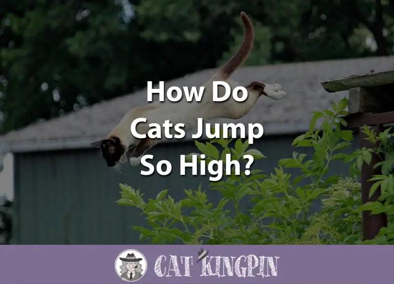 How Do Cats Jump So High? Cat Kingpin