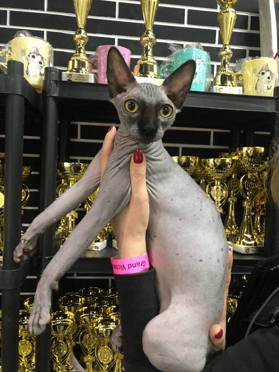 Sphynx Cat Breeders in Cat Kingpin