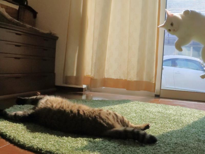 Ballet Cat Dances Like Nobody’s Watching Catlov