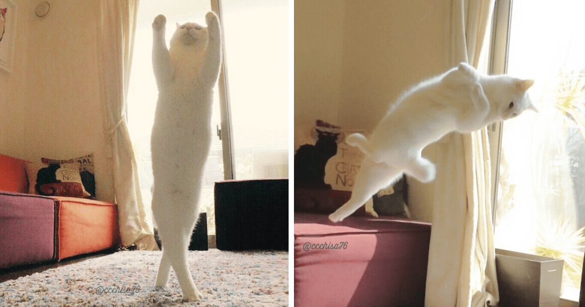 Ballet Cat Dances Like Nobody’s Watching Catlov