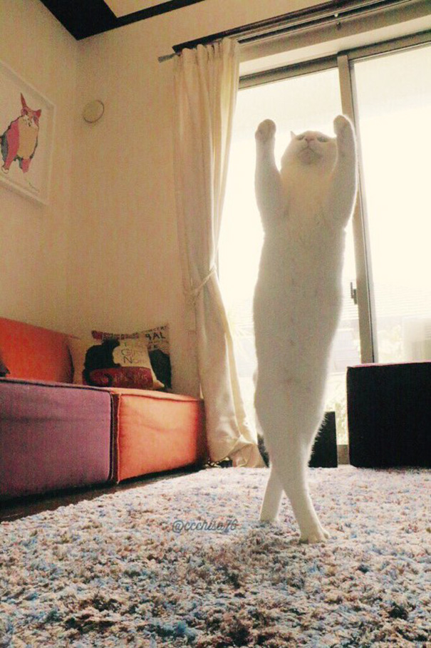 The Graceful and Courageous Cat Dazzles with Her Ballet Performance