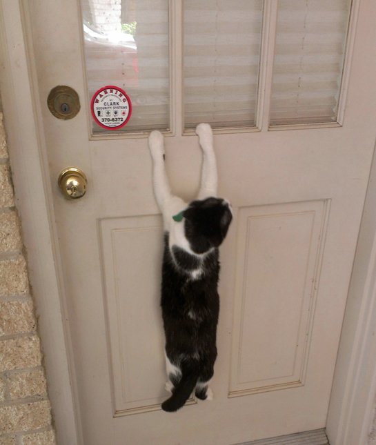 12 Cats That Totally Regret Going Outside Catlov