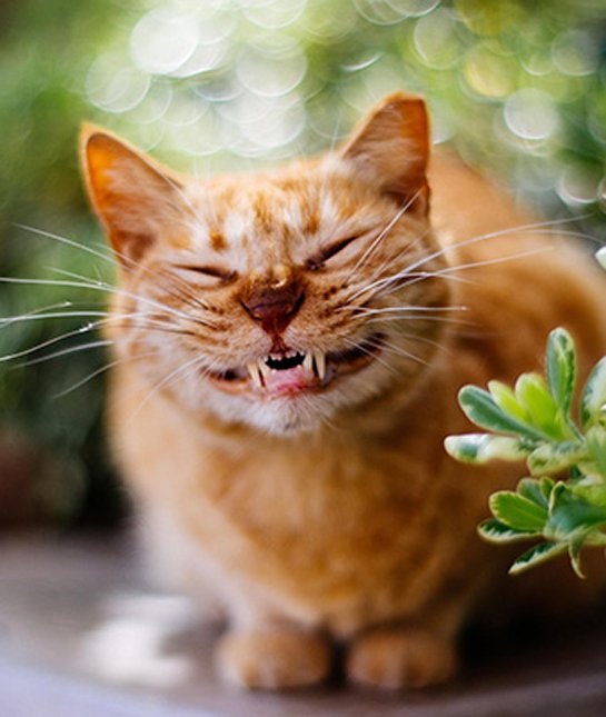 20 Smiling Cats That Will Melt Your Socks Off….Too Adorable! Catlov