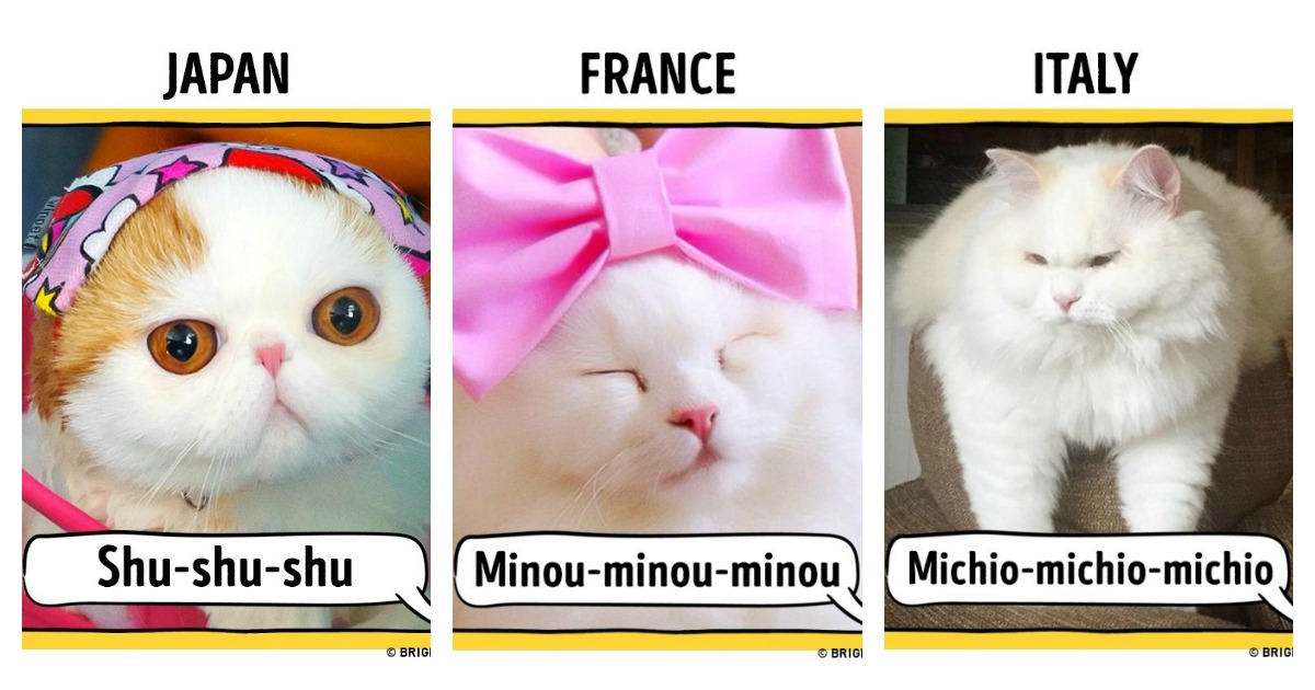 17 Different Ways To Call A Cat Around The World Catlov