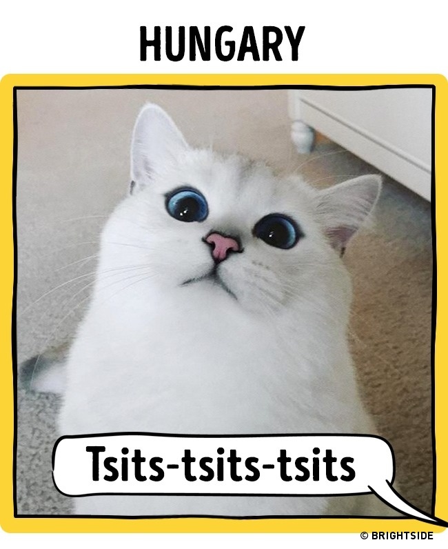 17 Different Ways To Call A Cat Around The World Catlov
