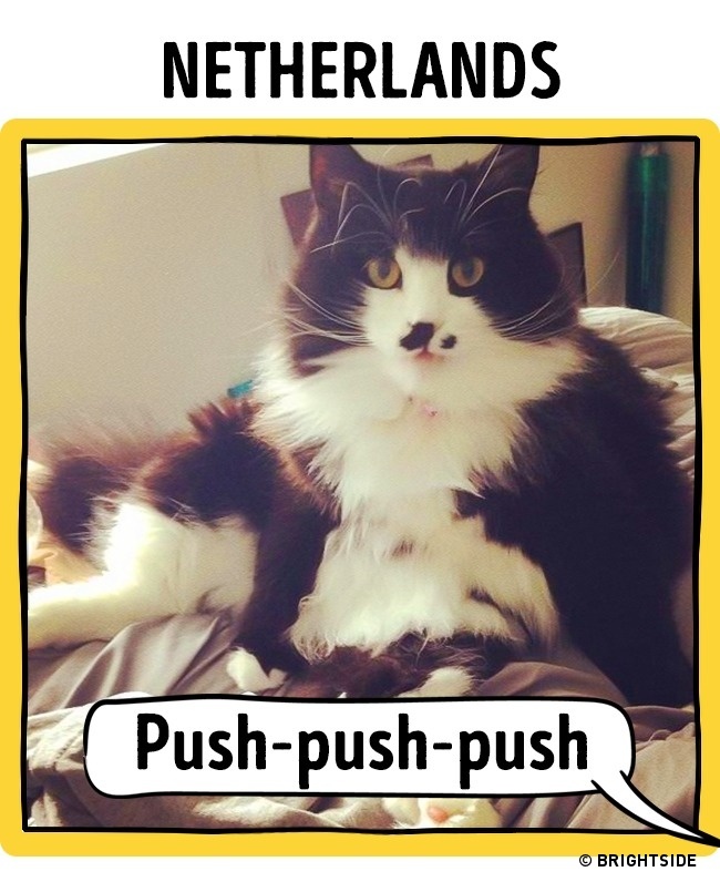 17 Different Ways To Call A Cat Around The World Catlov