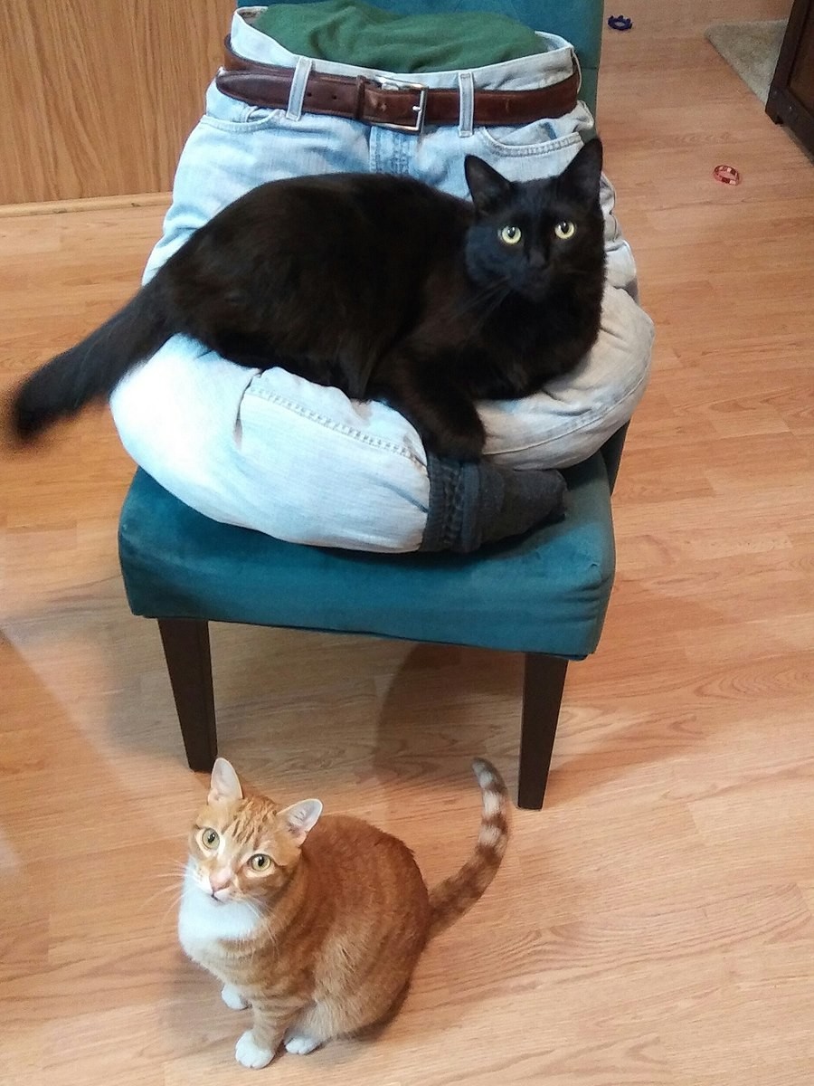 Man Invents Cat Lap Bed, And Cats Are In Heaven! Catlov