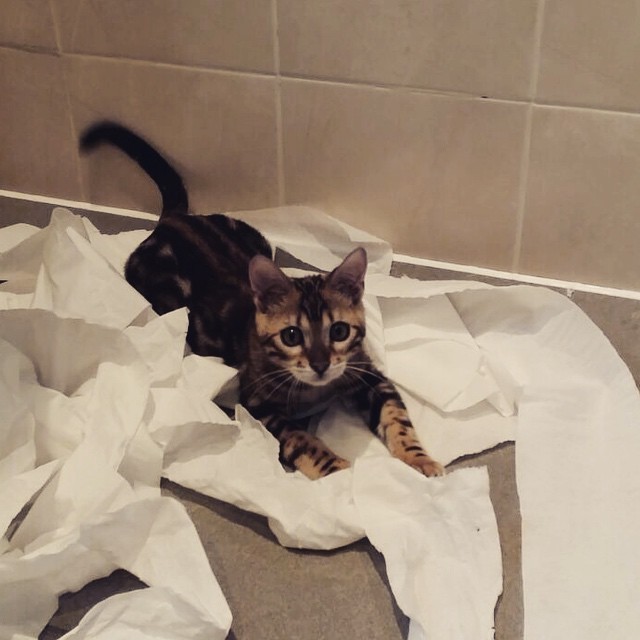 12 Cats Taking Their Frustrations Out On Toilet Paper And Then Some…. Catlov